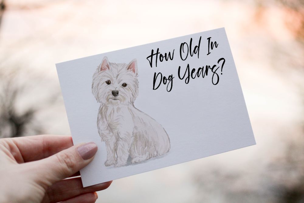 Westie Dog Birthday Card, Dog Birthday Card, Personal Dog Card - Click Image to Close